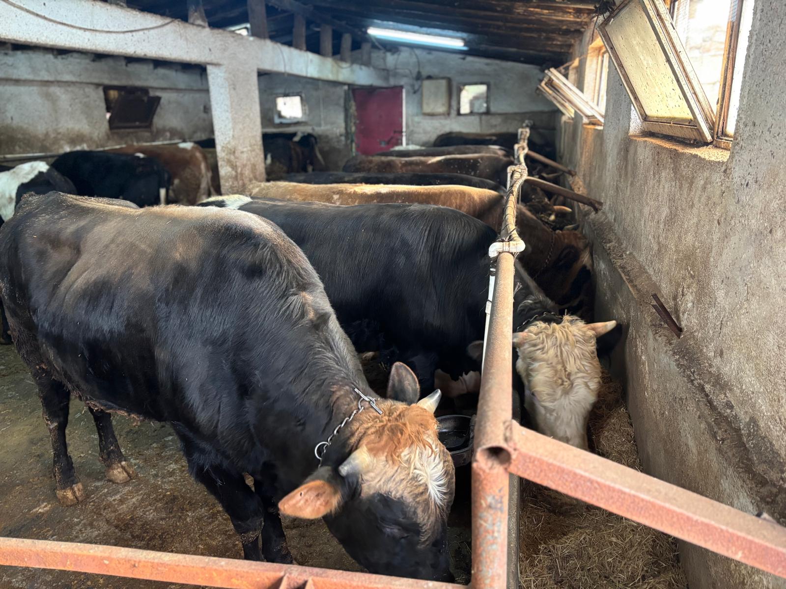 Pehlivanlar Besicilik